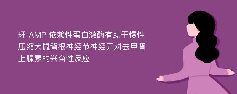 环 AMP 依赖性蛋白激酶有助于慢性压缩大鼠背根神经节神经元对去甲肾上腺素的兴奋性反应